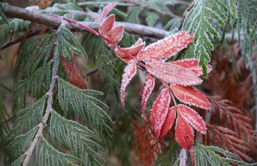 frost