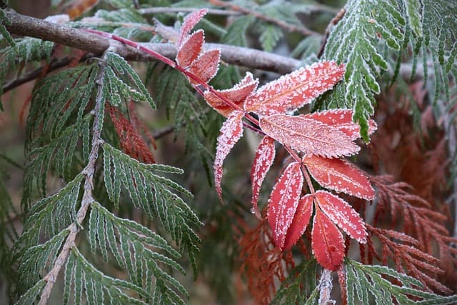 Wie dein Garten auch im Winter glänzt